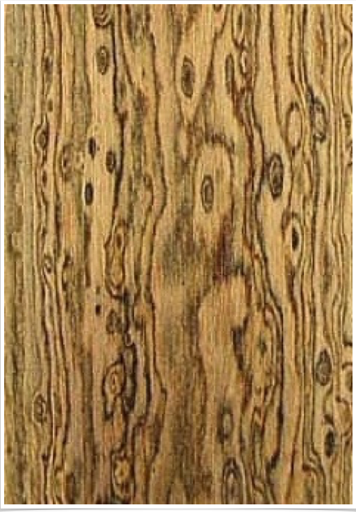 Bocote Bocote