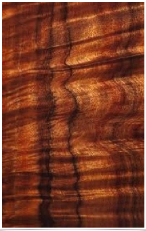 Acacia Koa Acacia Koa