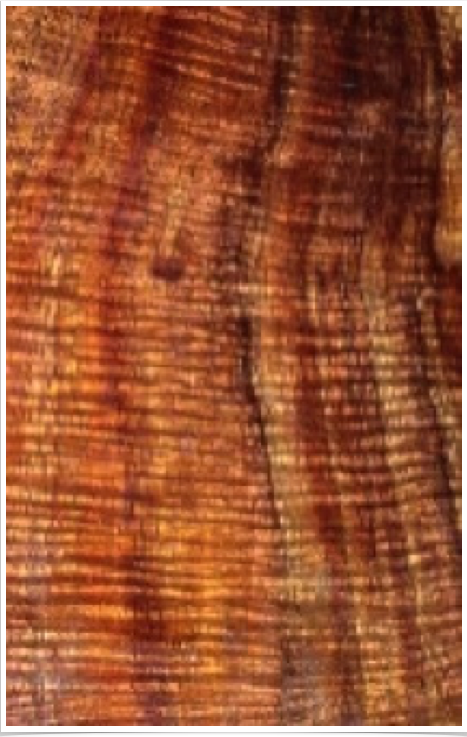Acacia Koa Acacia Koa