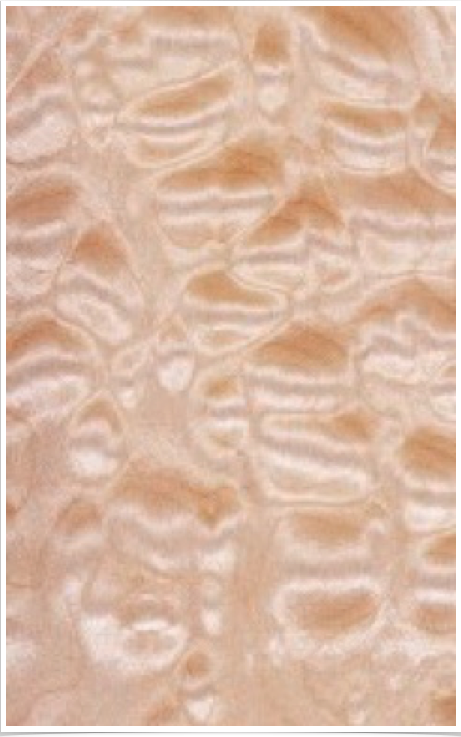 Quilted Maple Quilted Maple