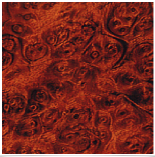 Walnut Burl Walnut Burl